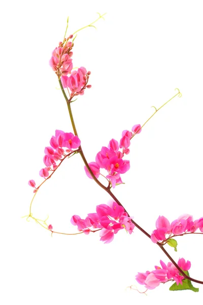 Fiore rosa su sfondo bianco. (Coral Vine, Creeper messicano , — Foto Stock