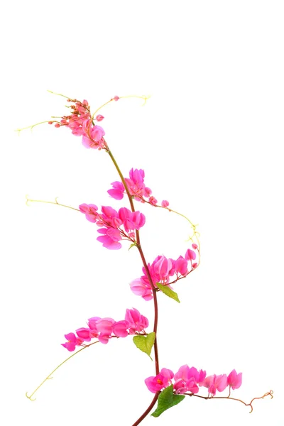 Розовый цветок на белом фоне. (Coral Vine, Mexican Creeper , — стоковое фото