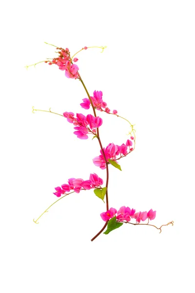 白地にピンクの花。（サンゴつる、メキシコのクリーパー, — ストック写真