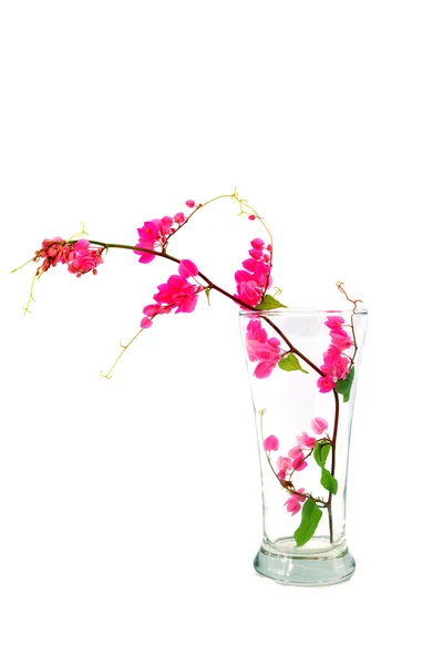 Flor rosa sobre um fundo branco. (Coral Vine, trepadeira mexicana , — Fotografia de Stock