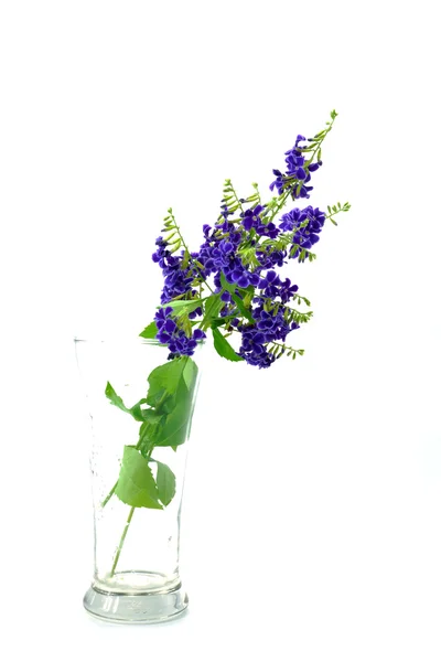 Violett färg av Duranta erecta L. Verbenaceae — Stockfoto