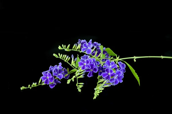 Duranta erecta L. Verbenaceae 'nin mor rengi — Stok fotoğraf