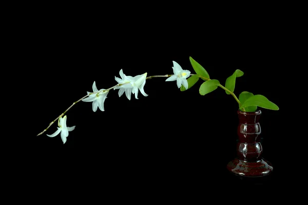 Orchideenaroma. — Stockfoto