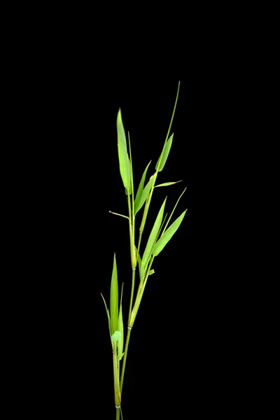 Grön bambu blad — Stockfoto