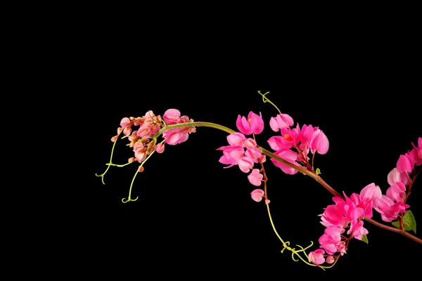 Pink flower on a black background. — Stock Photo, Image