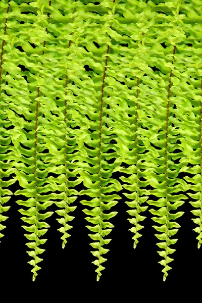 Green Boston Fern. Nome científico: Nephrolepis exaltata (L ) — Fotografia de Stock