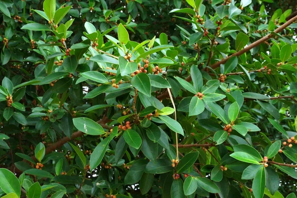 Gröna blad. — Stockfoto