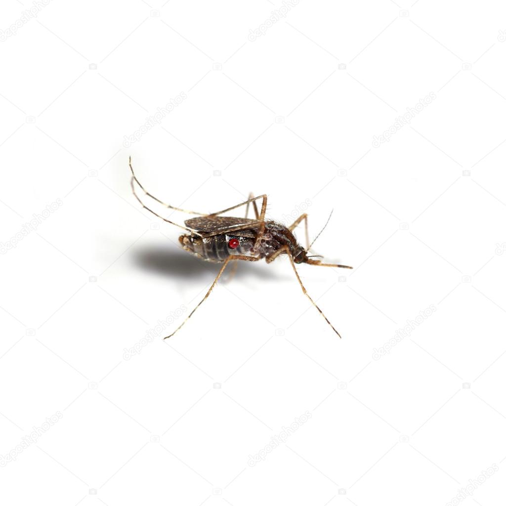 Mosquitoes spawn isolated on white background.