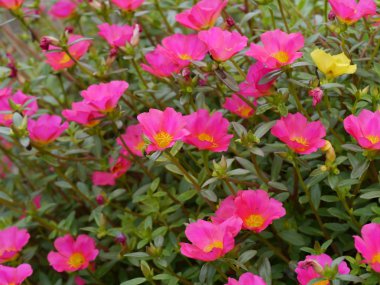 Portulaca flowers clipart