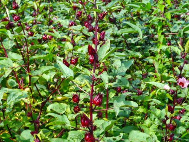 Roselle meyve (hibiscus sabdariffa l.), Tayland