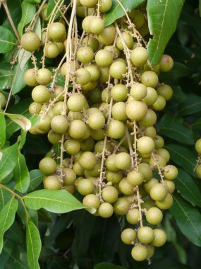 meyve ağacı (Longan üzerinde).
