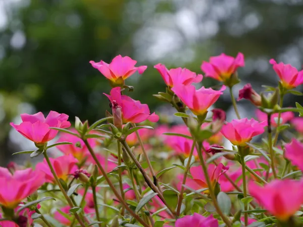 Portulaca Fiori — Foto Stock