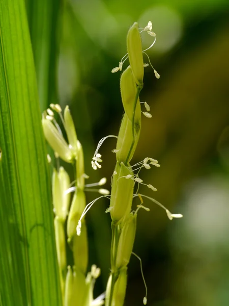 水稲の茎と花 — ストック写真