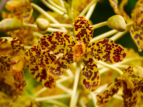 En büyük orkide dünya, bilimsel adı: grammatophyllum sp — Stok fotoğraf