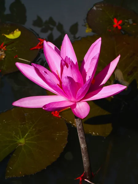 Roze water lily met lotus leaf op vijver — Stockfoto