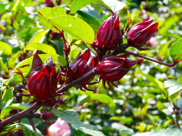 Vruchten van de Roselle (hibiscus sabdariffa l.), thailand — Stockfoto
