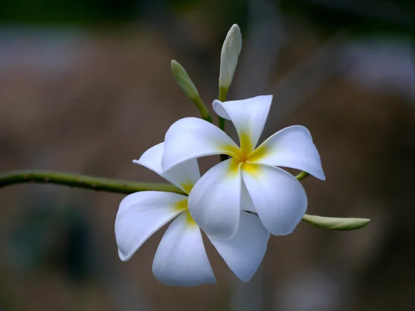 Biały frangipani kwiaty. — Zdjęcie stockowe