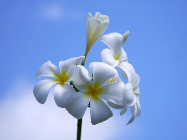 Beyaz frangipani çiçekler. — Stok fotoğraf