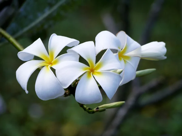 Flores de frangipani blanco . —  Fotos de Stock
