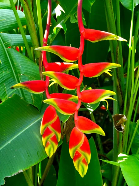 Kaunis Heliconia kukka kukkivat kirkkaat värit — kuvapankkivalokuva