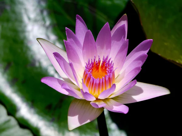 Roze water lily met lotus leaf op vijver — Stockfoto