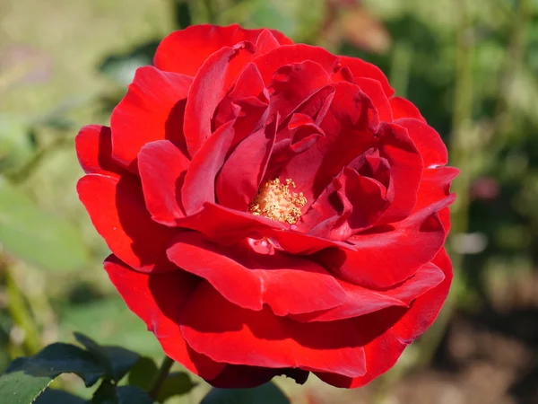 Rosa roja — Foto de Stock