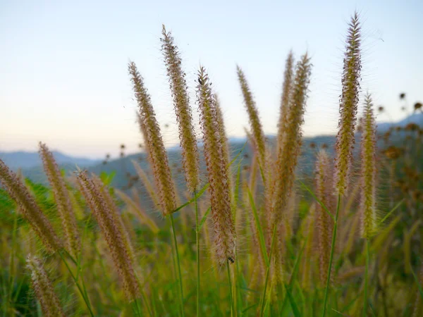 花草 — ストック写真