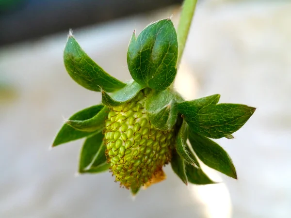 Green strawberry — Stock Photo, Image