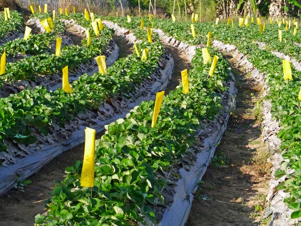 Granja de fresas — Foto de Stock