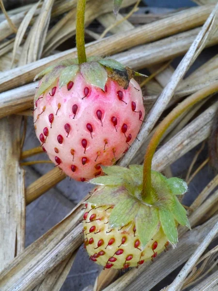 Strawberry in farm — Stock Photo, Image
