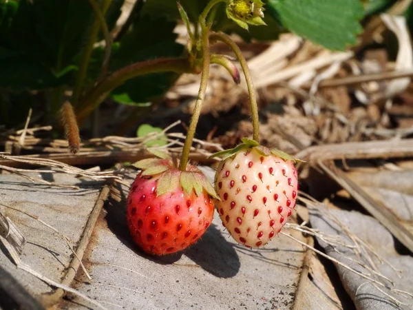 Strawberry in farm — Stock Photo, Image