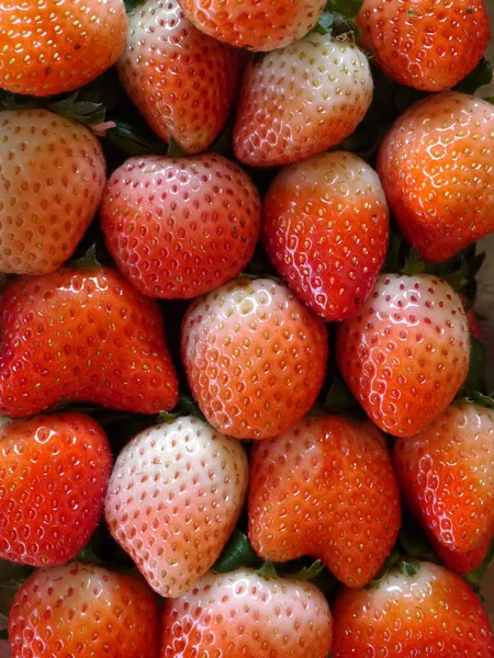 Fragola — Foto Stock