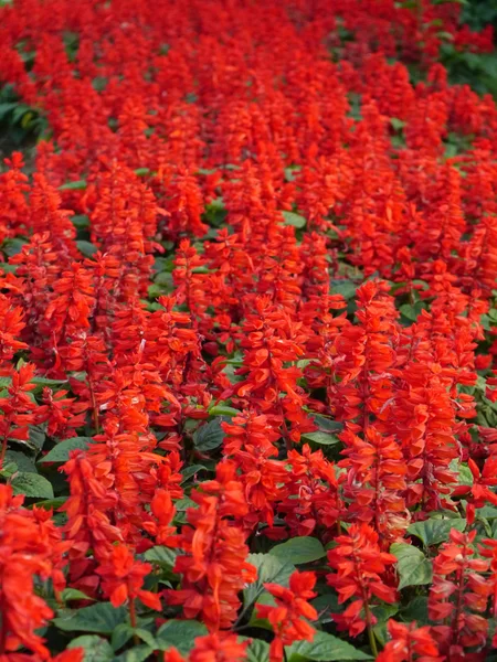 Červená květina v zahradě — Stock fotografie