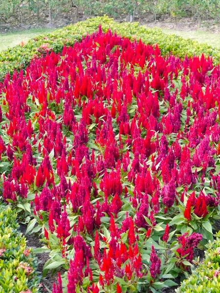 Czerwony kwiat w ogrodzie — Zdjęcie stockowe