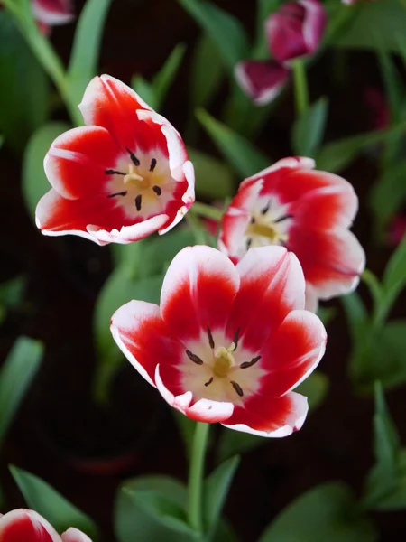 Tulipes colorées — Photo