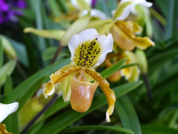 Bliska obuwik orchidea (paphiopedilum modzelowatego). — Zdjęcie stockowe