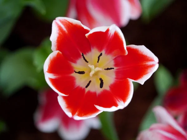 Tulipani colorati — Foto Stock