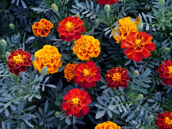 Safran-Ringelblume zur Dekoration des Gartens. — Stockfoto