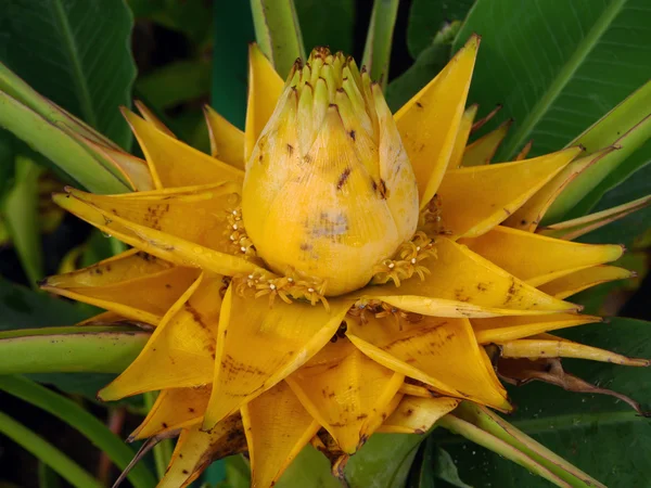 黄金のバナナの花 — ストック写真