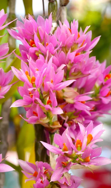 Pink orchids bouquet — Stock Photo, Image