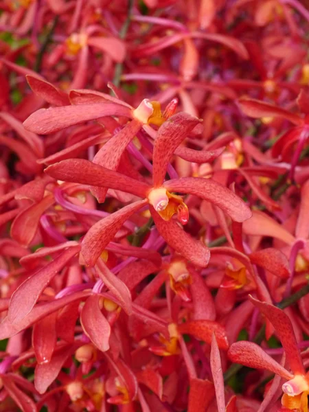 Bouquet di orchidee rosse — Foto Stock