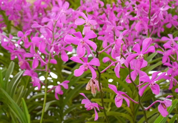 Pembe orkide buketi — Stok fotoğraf