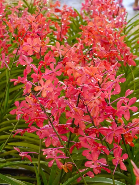 Bouquet di orchidee rosse — Foto Stock