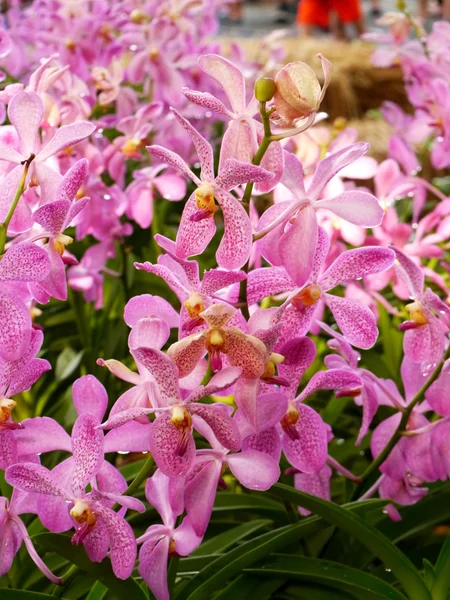 Pembe orkide buketi — Stok fotoğraf