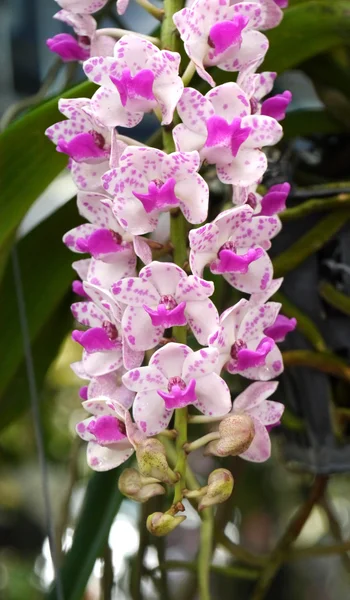 Purpurfarbener Orchideenstrauß — Stockfoto