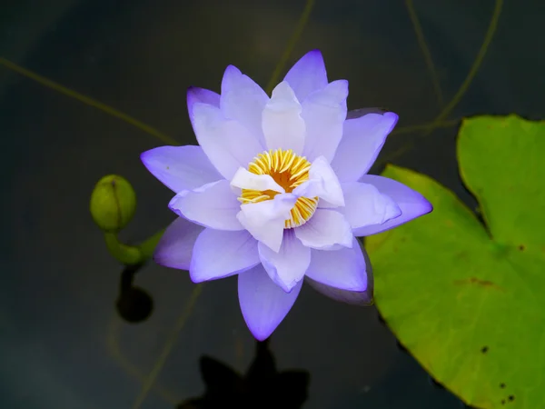 Fleurs de lotus bleu — Photo