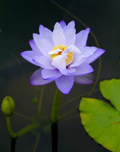 Fiori di loto blu — Foto Stock