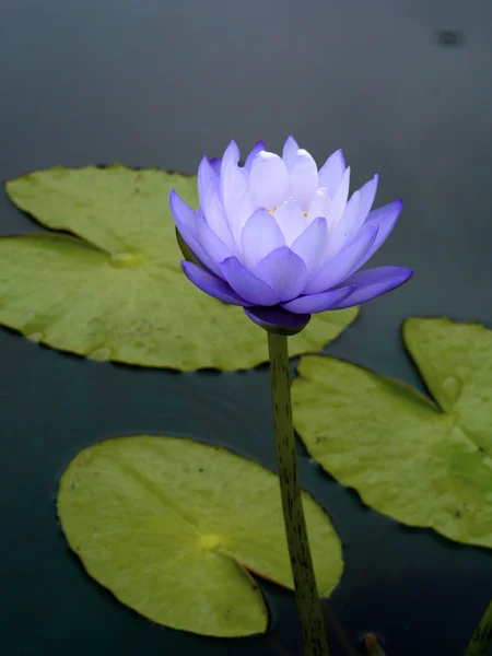 Blauwe lotusbloemen — Stockfoto