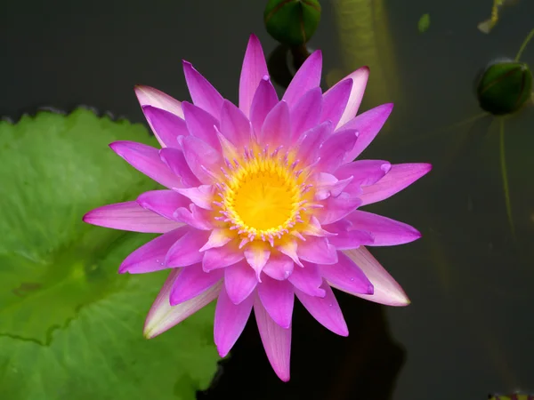 Colorful lotus flowers — Stock Photo, Image