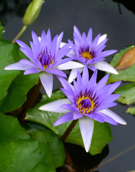 Coloridas flores de loto — Foto de Stock